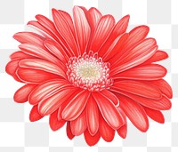 PNG Red flower dahlia petal daisy. AI generated Image by rawpixel.