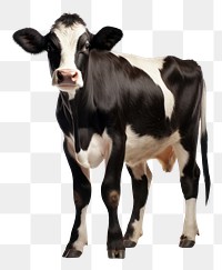 PNG Cow sit livestock mammal animal