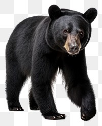 PNG A balck bear wildlife mammal animal. AI generated Image by rawpixel.