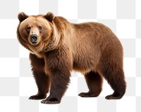 PNG Grizzly bear wildlife mammal animal. AI generated Image by rawpixel.