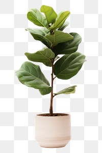 PNG Fiddle fig plant leaf, houseplant. AI generated Image by rawpixel.