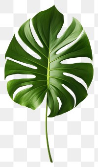 PNG Monstera plant leaf