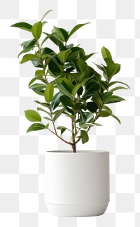 PNG Aesthetic houseplant, home decor. AI generated Image by rawpixel.