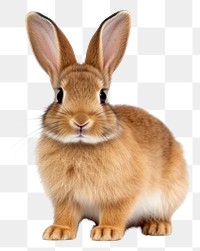 PNG Rabbit sit animal rodent mammal. AI generated Image by rawpixel.