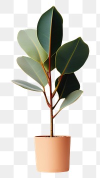 PNG Rubber plant leaf houseplant. AI generated Image by rawpixel.