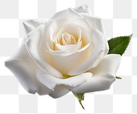 PNG Fresh white beautiful rose flower petal plant. 