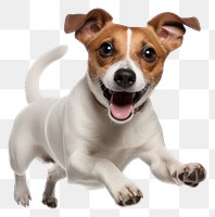 PNG  Jack Russell terrier mammal animal puppy. AI generated Image by rawpixel.