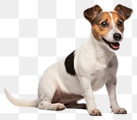 PNG Jack Russell terrier mammal animal hound. 