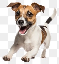 PNG  Jack Russell terrier mammal animal puppy. AI generated Image by rawpixel.