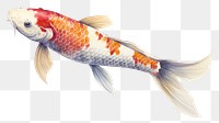 PNG Koi fish animal carp  