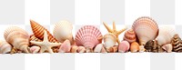 PNG Seashells seafood white background invertebrate. 