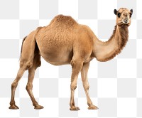 PNG Camel animal mammal white background