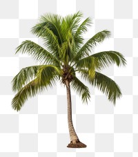 PNG Coconut tree plant white background tranquility. AI generated Image by rawpixel.