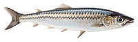 PNG Mackerel fish seafood sardine animal. AI generated Image by rawpixel.