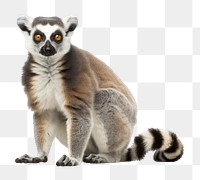 PNG Lemur wildlife animal mammal