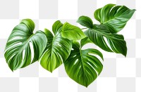 PNG Philodendron billietiae Croat plant green leaf. 