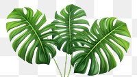 PNG Palm Monstera leaves plant leaf white background. AI generated Image by rawpixel.