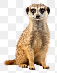 PNG Meerkat wildlife animal mammal. 