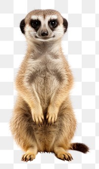 PNG Meerkat wildlife animal mammal. AI generated Image by rawpixel.