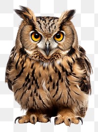 PNG Owl animal bird beak. 