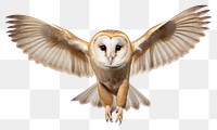 PNG Barn owl animal bird  