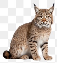 PNG Bobcat wildlife animal mammal. 