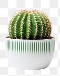 PNG Cactus plant houseplant. 