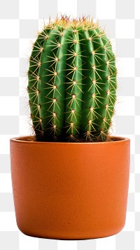 PNG Cactus plant houseplant. 