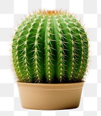 PNG Cactus plant houseplant. 