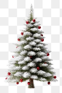 PNG Christmas tree plant white pine
