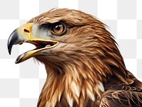 PNG Eagle animal beak bird. AI generated Image by rawpixel.