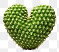 PNG Heart shaped cactus plant freshness. 