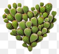 PNG  Heart shaped cactus plant white background freshness. AI generated Image by rawpixel.