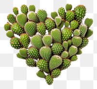 PNG Heart shaped cactus plant freshness. 