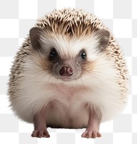 PNG Hedgehog animal mammal rodent. 