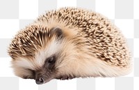 PNG Hedgehog sleep porcupine animal mammal. 