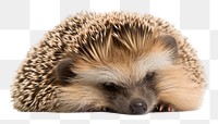 PNG Hedgehog sleep porcupine animal mammal. 