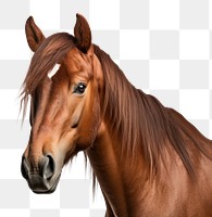 PNG Horse stallion mammal animal. AI generated Image by rawpixel.