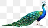 PNG Peacock animal bird  