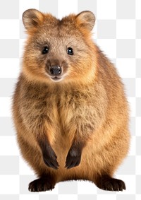 PNG Quokka mammal animal rodent. 