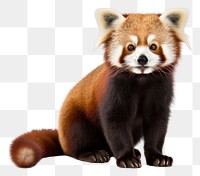 PNG Red panda wildlife mammal animal. 