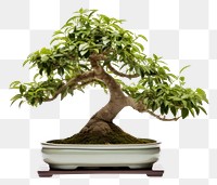 PNG Bonsai bonsai plant tree. AI generated Image by rawpixel.