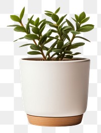 PNG Plant Pot plant vase leaf. 