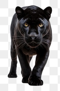 PNG Black panther wildlife animal mammal