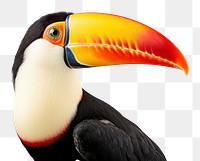 PNG Toucan animal beak bird. AI generated Image by rawpixel.