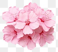 PNG Sakura flower blossom petal plant. AI generated Image by rawpixel.