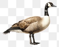 PNG A canada goose animal bird  