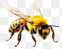 PNG  A Bee bee animal insect. AI generated Image by rawpixel.