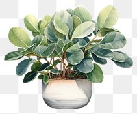 PNG  Rubber plant leaf vase houseplant. AI generated Image by rawpixel.