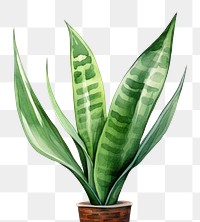 PNG Snake plant leaf houseplant flowerpot. 